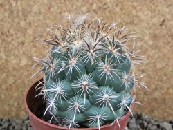 Coryphantha kracikii Roubovaná pot 8,5 cm