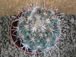 Coryphantha kracikii Roubovaná pot 8,5 cm - 12381746