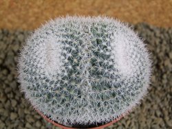 Mammillaria morganiana XL, pot 8,5 cm