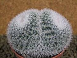 Mammillaria morganiana XL, pot 8,5 cm - 12382285
