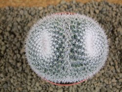 Mammillaria morganiana XL, pot 8,5 cm - 12382286