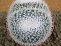 Mammillaria morganiana XL, pot 8,5 cm - 12382287