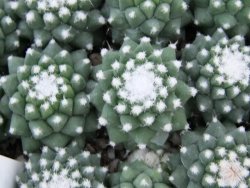 Mammillaria pubispina (sp. Šuba) - 12382561