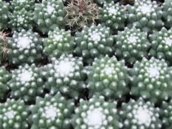 Mammillaria pubispina (sp. Šuba) - 12382563