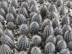 Setiechinopsis mirabilis, pot 5,5 cm - 12382575