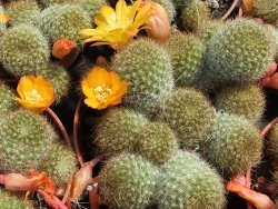 Aylostera fabrisii aureiflora, pot 5,5 cm