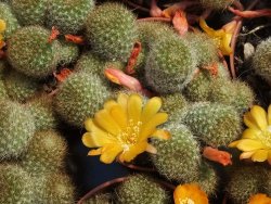 Aylostera fabrisii aureiflora, pot 5,5 cm - 12382623