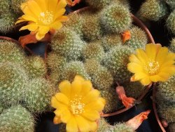 Aylostera fabrisii aureiflora, pot 5,5 cm - 12382624