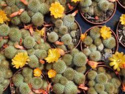 Aylostera fabrisii aureiflora, pot 5,5 cm - 12382625