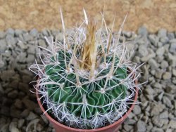Echinofossulocactus erectocentrus SB 286 Dr. Arroyo pot 5,5 cm