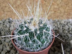 Echinofossulocactus erectocentrus SB 286 Dr. Arroyo pot 5,5 cm - 12382629