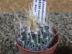 Echinofossulocactus erectocentrus SB 286 Dr. Arroyo pot 5,5 cm - 12382631