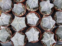 Astrophytum myriostigma pot 5,5 cm - 12382643