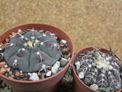 Gymnocalycium vatteri unguispinum, pot 8,5 cm - 12382740