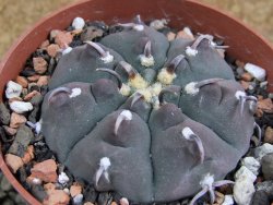 Gymnocalycium vatteri unguispinum, pot 8,5 cm - 12382741