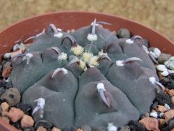 Gymnocalycium vatteri unguispinum, pot 8,5 cm