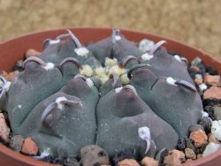 Gymnocalycium vatteri unguispinum, pot 8,5 cm - 12382743