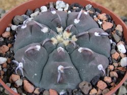 Gymnocalycium vatteri unguispinum, pot 8,5 cm - 12382744