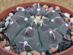 Gymnocalycium vatteri unguispinum, pot 8,5 cm - 12382745