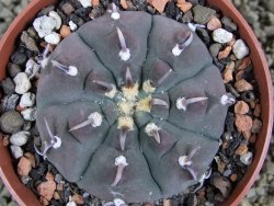 Gymnocalycium vatteri unguispinum, pot 8,5 cm - 12382746