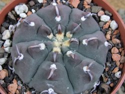 Gymnocalycium vatteri unguispinum, pot 8,5 cm - 12382747