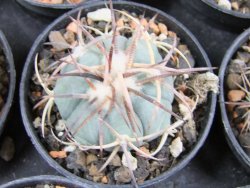 Echinocactus horizonthalonius Estancio Marte, pot 5,5 cm - 12382750