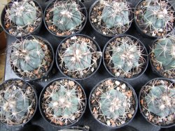 Echinocactus horizonthalonius Estancio Marte, pot 5,5 cm - 12382752