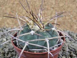 Gymnocalycium armatum, pot 7 cm