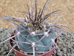 Gymnocalycium armatum, pot 7 cm