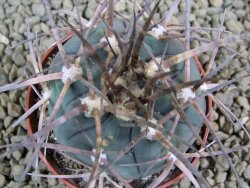 Gymnocalycium armatum, pot 7 cm - 12383202