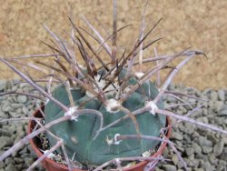 Gymnocalycium armatum, pot 7 cm