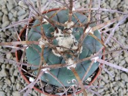 Gymnocalycium armatum, pot 7 cm - 12383207