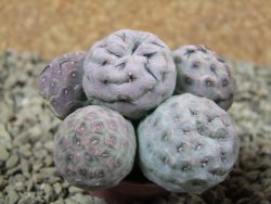 Tephrocactus geometricus pot 5,5 cm - 12383661