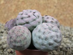 Tephrocactus geometricus pot 5,5 cm - 12383662