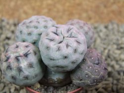 Tephrocactus geometricus pot 5,5 cm - 12383663