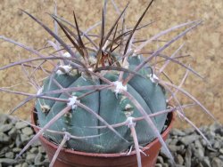 Gymnocalycium armatum, pot 7 cm