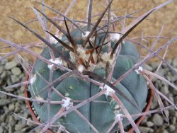 Gymnocalycium armatum, pot 7 cm - 12383748