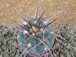 Gymnocalycium armatum, pot 7 cm - 12383749