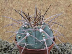 Gymnocalycium armatum, pot 7 cm - 12383750