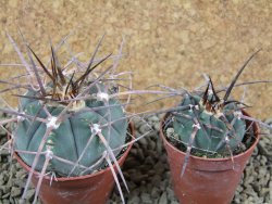 Gymnocalycium armatum, pot 7 cm - 12383751