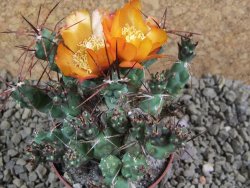 Tephrocactus rossianus aurantiaco flore pot 7 cm