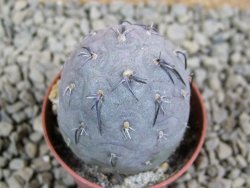 Tephrocactus geometricus pot 5,5 cm - 12384196