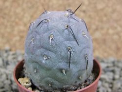 Tephrocactus geometricus pot 5,5 cm - 12384197