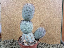 Tephrocactus geometricus V 12 cm