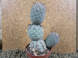 Tephrocactus geometricus V 12 cm - 12384204