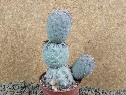 Tephrocactus geometricus V 12 cm - 12384205