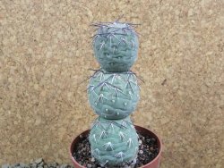 Tephrocactus geometricus V 11 cm