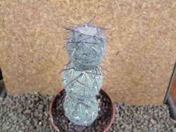 Tephrocactus geometricus V 11 cm - 12384210