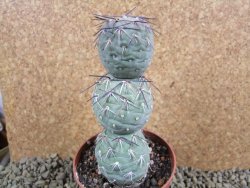 Tephrocactus geometricus V 11 cm - 12384211