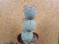 Tephrocactus geometricus V 11 cm - 12384212